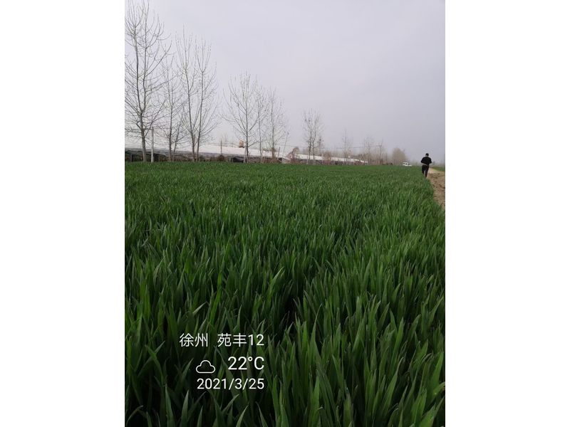 苑豐12，徐州試驗(yàn)大田