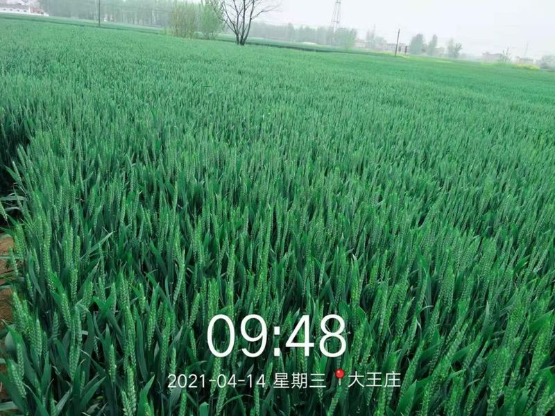 安徽臨泉，苑豐12，大田表現(xiàn)