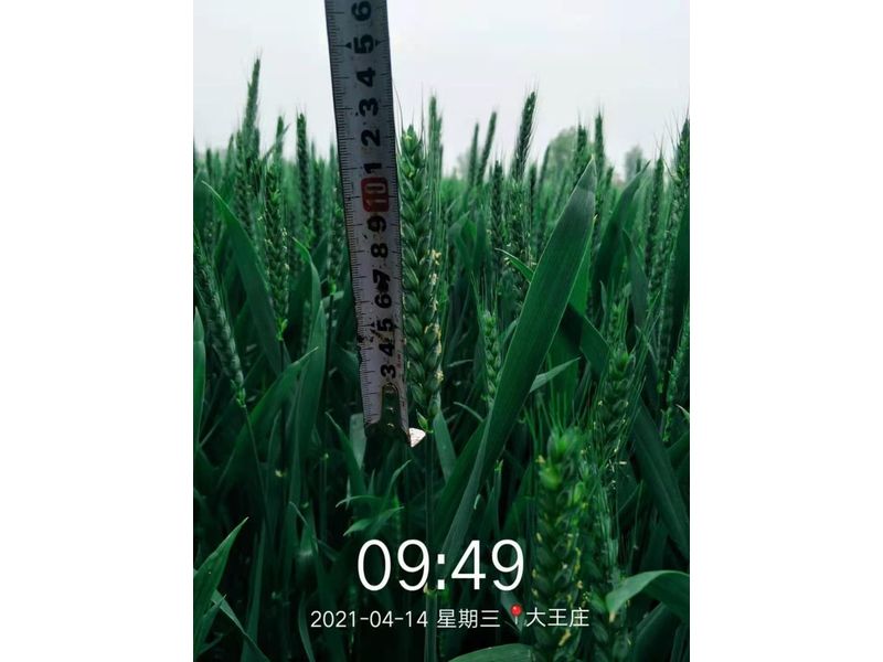 安徽臨泉，苑豐12，大田表現(xiàn)